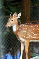 jovem sika veado dentro uma jardim zoológico, fechar-se do foto. foto