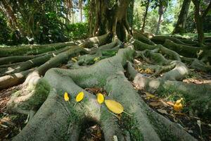 ficus macrophylla tronco e raízes fechar acima foto