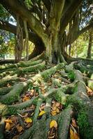 ficus macrophylla tronco e raízes fechar acima foto