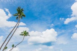 linda praia tropical com palmeiras foto