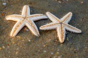 estrelas do mar mentira em a arenoso de praia do oceano foto