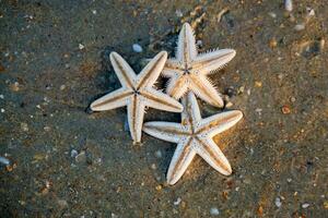 estrelas do mar mentira em a arenoso de praia do oceano foto