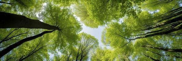 ai gerado olhando acima às a verde tops do árvores ai gerado foto