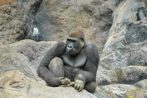 uma gorila sentado em uma Rocha dentro uma jardim zoológico foto