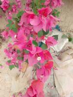 emprego flores estão lindo para Veja em.bonito vermelho emprego flor. isto é Além disso conhecido Como China rosa flor. hibisco rosa-sinensis foto