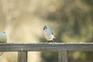 isto pequeno adornado titmouse Sentou empoleirado em a de madeira grade olhando para alpiste. dele fofa pequeno moicano em pé acima. dele cinzento corpo com pequeno branco barriga parece fofa com dele pequeno Preto olhos. foto