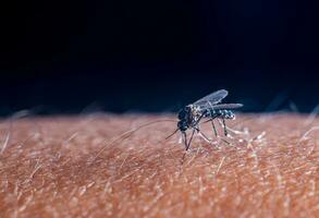 Aedes mosquitos estão suspensão em a corpo. humano pele para chupar sangue Como Comida. Aedes mosquitos, a causa do dengue febre. foto