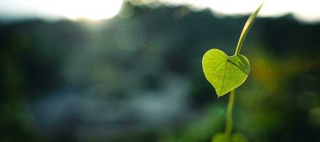 verde coração folha dentro natureza foto