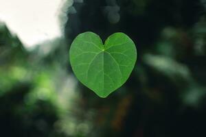 verde coração coração em forma folhas dentro mãos, natural verde fundo foto