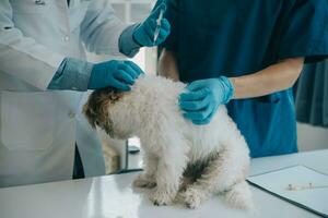 veterinario examinando cachorro e gato. cachorro e gatinho às veterinário doutor. animal clínica. animal Verifica acima e vacinação. saúde Cuidado. foto