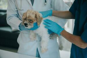 veterinario examinando cachorro e gato. cachorro e gatinho às veterinário doutor. animal clínica. animal Verifica acima e vacinação. saúde Cuidado. foto