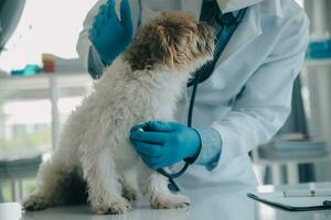 veterinario examinando cachorro e gato. cachorro e gatinho às veterinário doutor. animal clínica. animal Verifica acima e vacinação. saúde Cuidado. foto