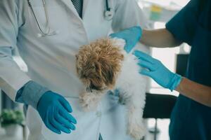 veterinario examinando cachorro e gato. cachorro e gatinho às veterinário doutor. animal clínica. animal Verifica acima e vacinação. saúde Cuidado. foto