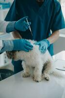 veterinario examinando cachorro e gato. cachorro e gatinho às veterinário doutor. animal clínica. animal Verifica acima e vacinação. saúde Cuidado. foto