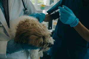 veterinario examinando cachorro e gato. cachorro e gatinho às veterinário doutor. animal clínica. animal Verifica acima e vacinação. saúde Cuidado. foto