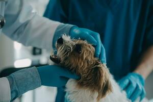 veterinario examinando cachorro e gato. cachorro e gatinho às veterinário doutor. animal clínica. animal Verifica acima e vacinação. saúde Cuidado. foto