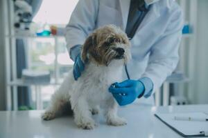 veterinario examinando cachorro e gato. cachorro e gatinho às veterinário doutor. animal clínica. animal Verifica acima e vacinação. saúde Cuidado. foto