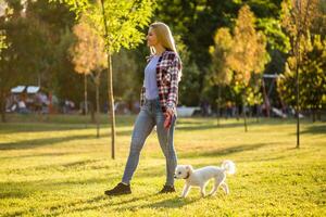 lindo mulher caminhando com dela maltês cachorro dentro a parque. foto