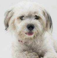 maltês canino cachorro cachorro em branco fundo foto