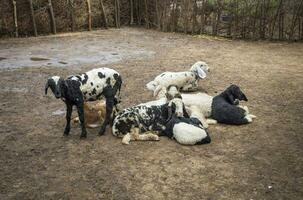 indiano bode ou ovelha dentro Vila foto