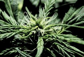 uma cannabis plantar é mostrando contra uma Preto fundo foto