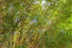 verdes amarelo bambu árvores floresta tropical san jose costa rica. foto