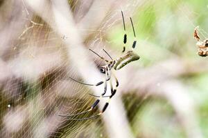 uma ampla aranha dentro uma rede foto