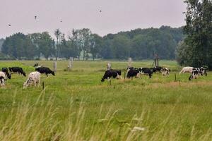 vacas pastar dentro uma campo perto uma cerca foto