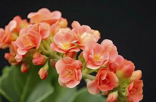 ai gerado kalanchoe blossfeldiana. ai gerado foto