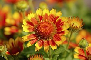 ai gerado gaillardia ou cobertor flor. brilhante e colorida tons do caloroso tons. ai gerado foto