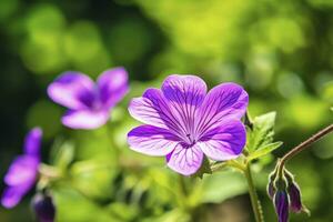 ai gerado gerânio Wilfordii flor. foto