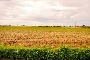 uma campo com cultivo e uma céu dentro a fundo foto