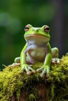 ai gerado verde árvore rã sentado em musgo dentro a floresta tropical. animais selvagens cena a partir de natureza. foto