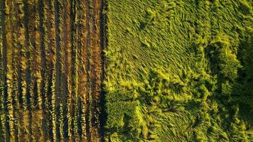 queda arroz dentro a campo. arroz plantas caído Porque do Forte ventos e chuva antes colheita. arroz é estragado vencimento para quebrado canudo, fazer isto Mais difícil para colheita. foto