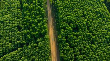 vista aérea da plantação de eucalipto na tailândia. vista superior de áreas de cultivo ou terrenos agrícolas em viveiro ao ar livre. negócio de cultivo. fundo de paisagem natural. foto