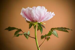 florescendo Rosa árvore peônia flor em laranja fundo foto