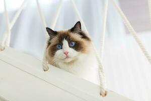 azul bicolor boneca de pano fêmea gato olhando interessado. Alto qualidade foto