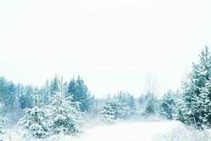 paisagem. floresta de inverno congelada com árvores cobertas de neve. foto