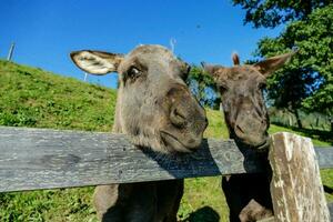 dois burros olhando sobre uma de madeira cerca foto