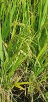 arroz plantas crescendo dentro a campo foto