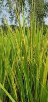 arroz plantas crescendo dentro a campo foto