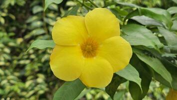 uma amarelo flor é crescendo em uma plantar. amarelo allamanda comumente chamado dourado trompete. foto