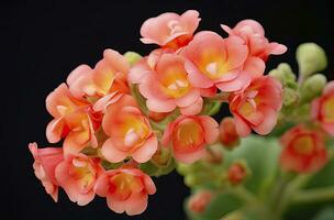 ai gerado kalanchoe blossfeldiana. ai gerado foto