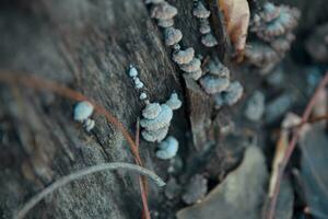 pequeno cogumelos em madeira foto
