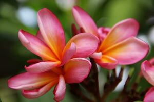 lindo Rosa plumeria flor, a plumeria ou frangipani é uma floração plantar foto