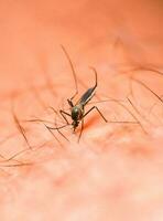 mosquitos estão se alimentando de sangue da pele humana. mosquitos são portadores da dengue e da malária. A dengue é muito prevalente durante a estação chuvosa. foto