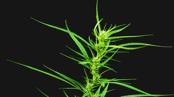 uma pequena planta de cannabis está florescendo. em um fundo preto foto