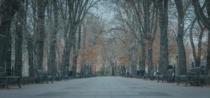 primorsky avenida. velho odessa. Odessa foto