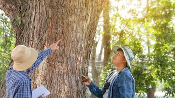 jovem ásia Rapazes estão usando uma a medida fita para a medida uma árvore dentro uma local parque, suave e seletivo foco foto