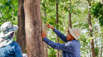 jovem ásia Rapazes estão usando uma a medida fita para a medida uma árvore dentro uma local parque, suave e seletivo foco foto